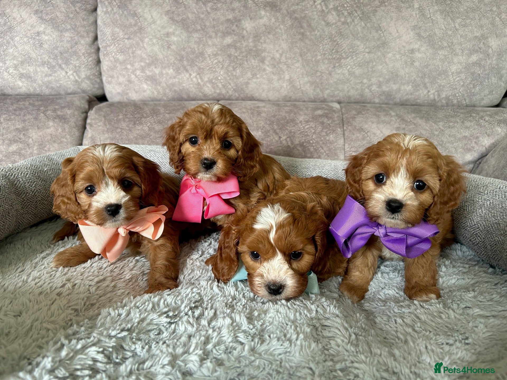 Cavapoo dogs Beautiful Red F1 Cavapoo Puppies - Advert 2
