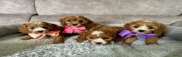 Cavapoo dogs for sale: Beautiful Red F1 Cavapoo Puppies - Advert 2