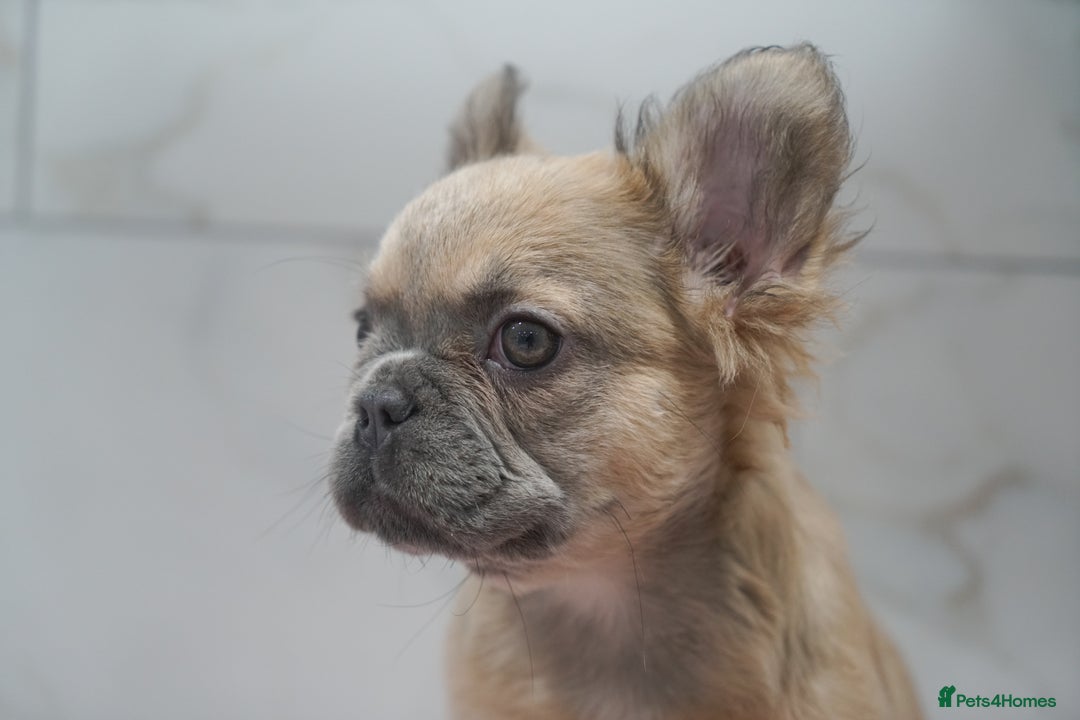 French Bulldog dogs for sale: Exceptional KC Fluffy French Bulldog Puppies - Image 6