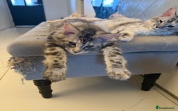 Maine Coon cats for sale: Pedigree Maine coon kittens   £800 in Waterlooville - Image 26