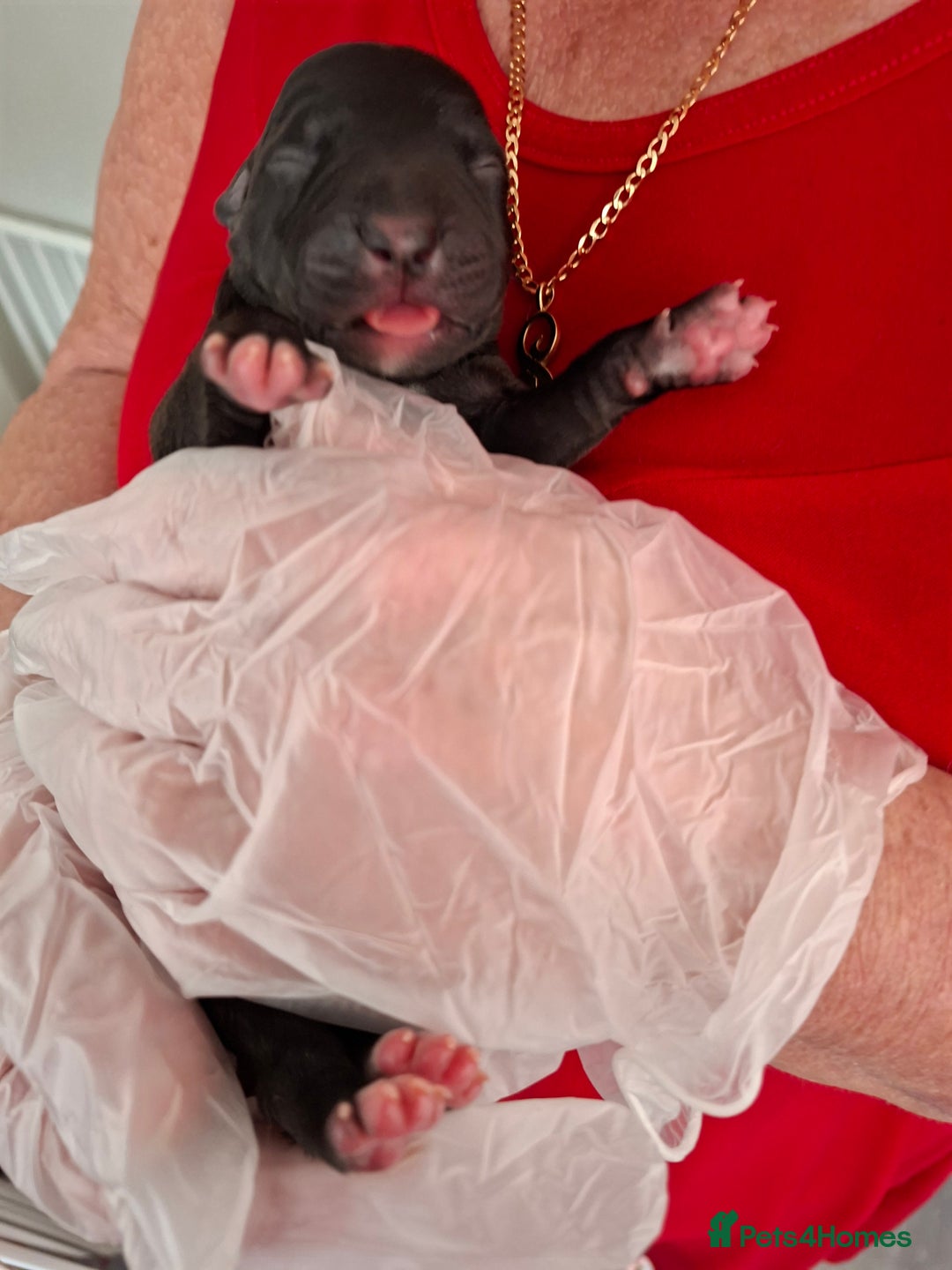 Staffordshire Bull Terrier dogs for sale: Staffy pups ready 26th august 2 brindle 3 blue - Image 25