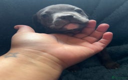 Mixed Breed dogs for sale: Beautiful chunky bully cross staffy pups tri /fawn - Image 35