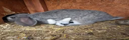 French Lop rabbits for sale: 10 beautiful show quality french lop kits  - Advert 26
