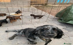 Cockapoo dogs for sale: Cockapoo  - Image 10