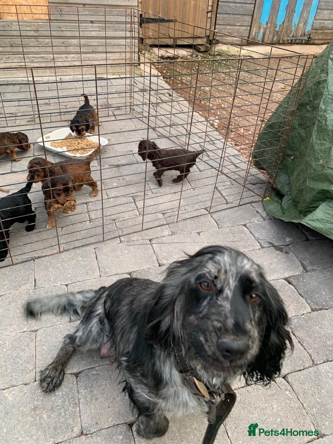 Cockapoo dogs for sale: Cockapoo  - Image 10