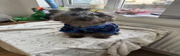 Miniature Poodle dogs for sale: Final price drop  - Advert 15