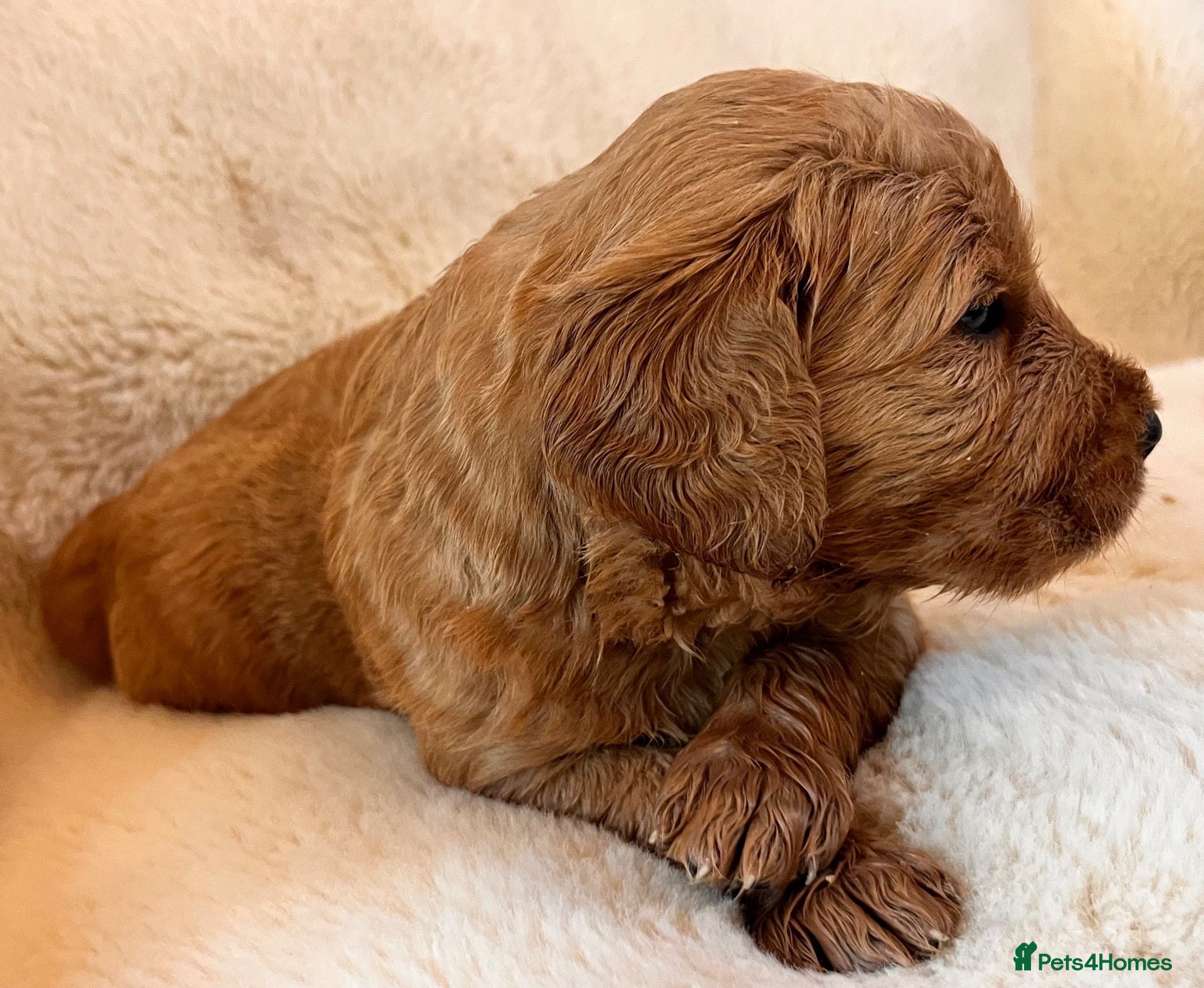 Goldendoodle dogs GoldenDoodle F1b  - Advert 1