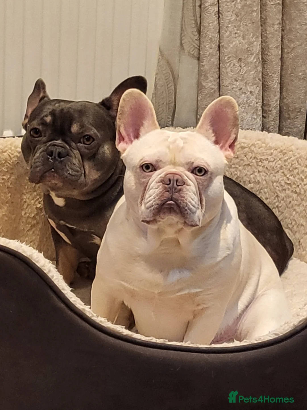 French Bulldog dogs for stud:  💥Amazing structure and quality! in Ebbw Vale - Advert 5