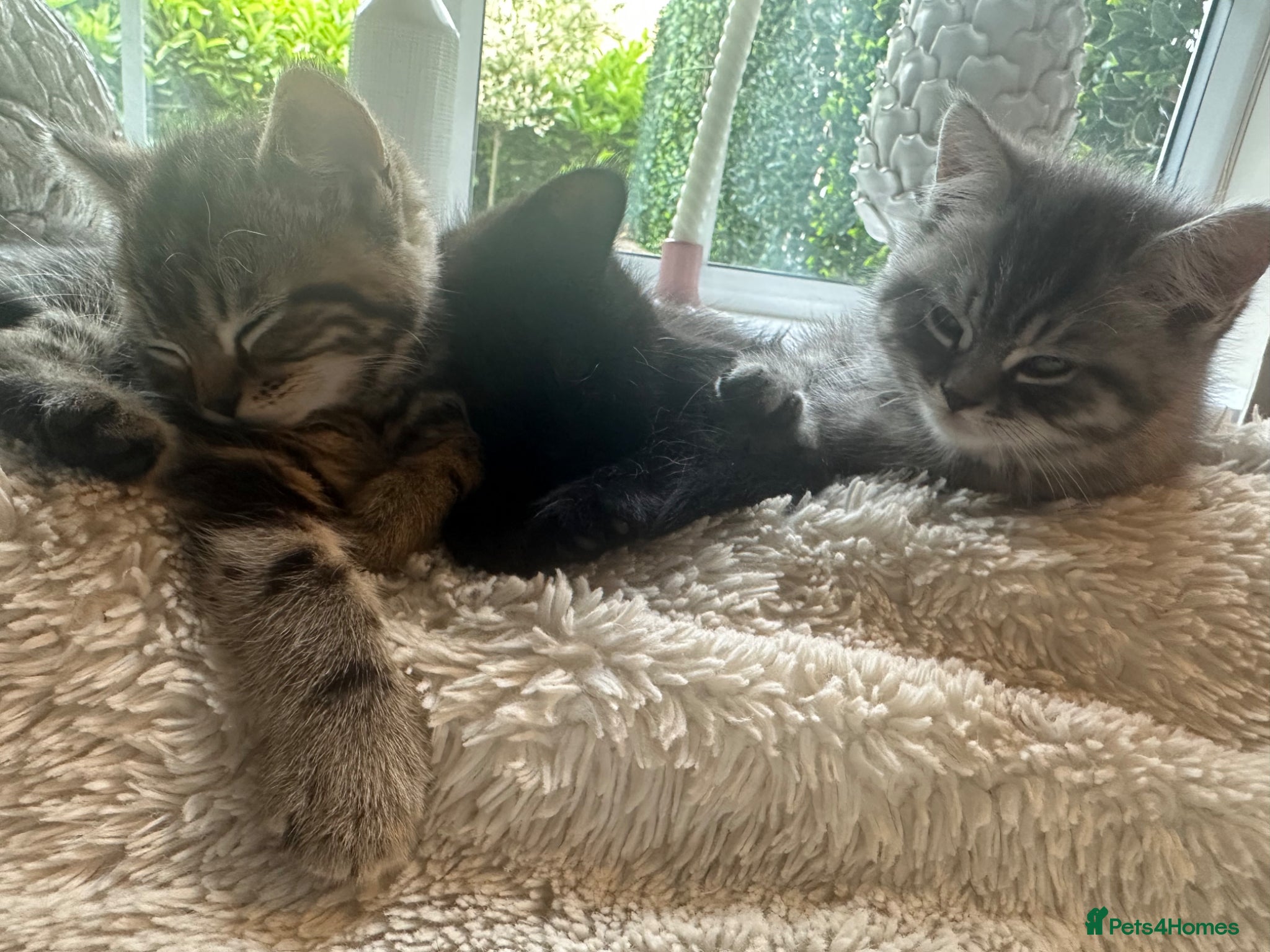 Persian cats Stunning Persian Cross Kittens  - Advert 6