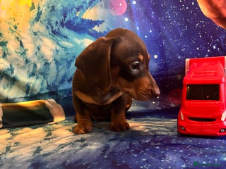 Miniature Dachshund dogs Last Boy Mini Dachshund Puppy Available - Advert 13