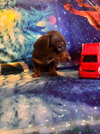 Miniature Dachshund dogs Last mini Dachshund available - Advert 12