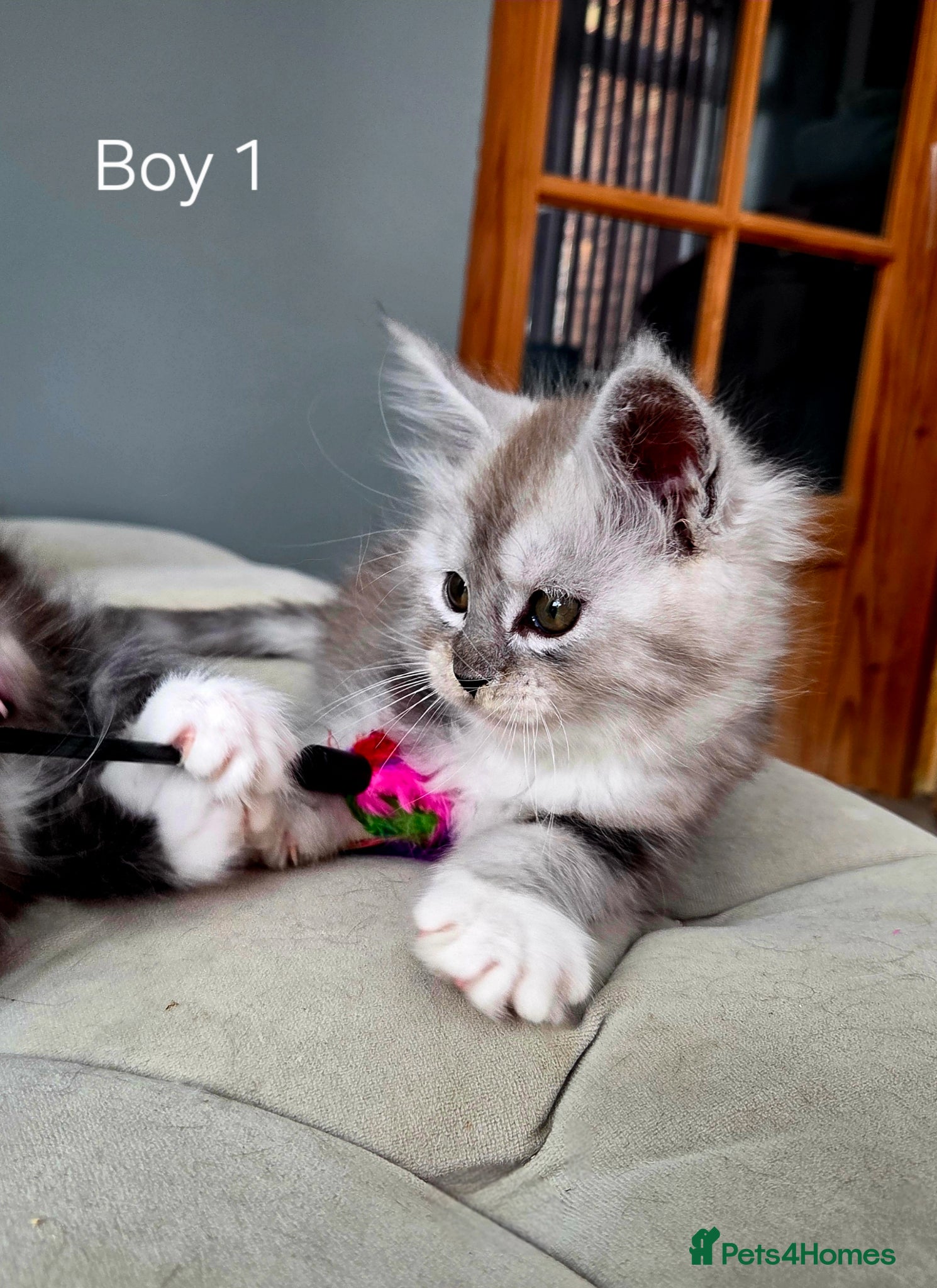 Maine Coon cats Black smoke and Silver kittens - Advert 13