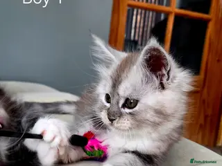 Maine Coon cats Black smoke and Silver kittens - Advert 13