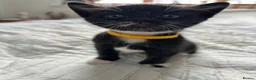 Mixed Breed cats for sale: Korat cross Kittens in Woodbridge - Advert 3