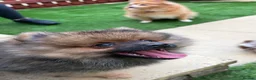 Pomeranian dogs for sale: 2 stunning male Pomeranian ready for new homes now - Advert 9