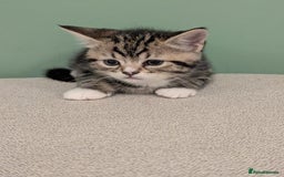 Mixed Breed cats for sale: 2 Sisters 1 Tabby and 1 Tuxedo Persian Mix - Image 5