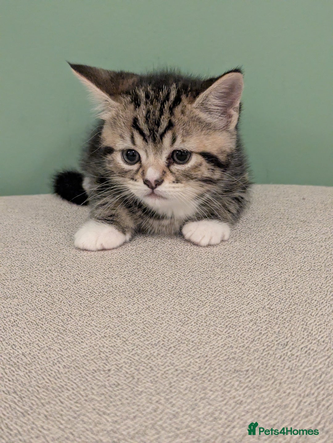 Mixed Breed cats for sale: 2 Sisters 1 Tabby and 1 Tuxedo Persian Mix - Image 5