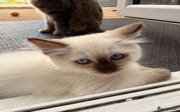 Ragdoll cats for sale: Cinnamon lynx ragdoll RARE  - Image 7