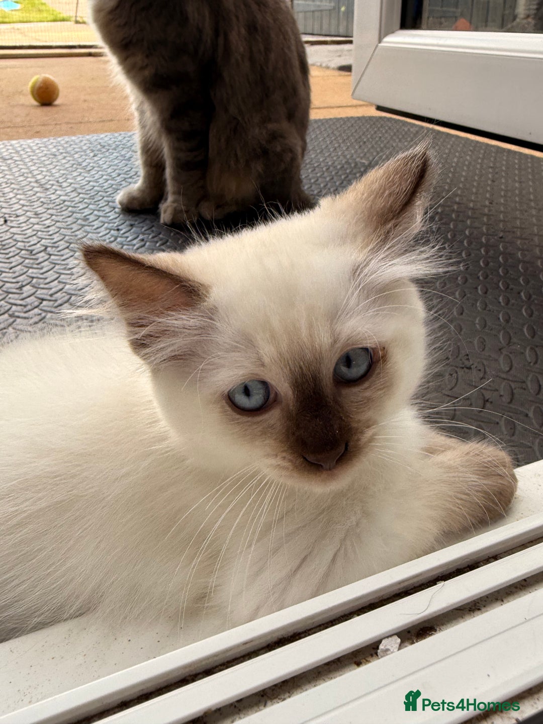 Ragdoll cats for sale: Cinnamon lynx ragdoll RARE  - Image 7