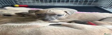 Whippet Puppy 5