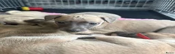 Whippet dogs for sale: Beautiful Blue brindle whippets for sale  - Advert 22