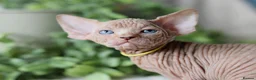 Sphynx cats for sale: Beautiful Pedigree Sphynx Kittens  - Advert 39