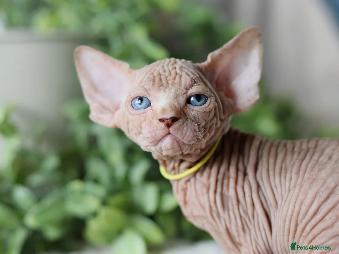 Sphynx cats for sale: Beautiful Pedigree Sphynx Kittens  - Advert 39