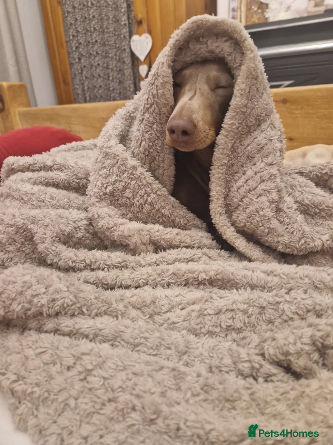 Miniature Dachshund dogs for sale: Loving girl Meredith needs a forever bed. - Advert 4