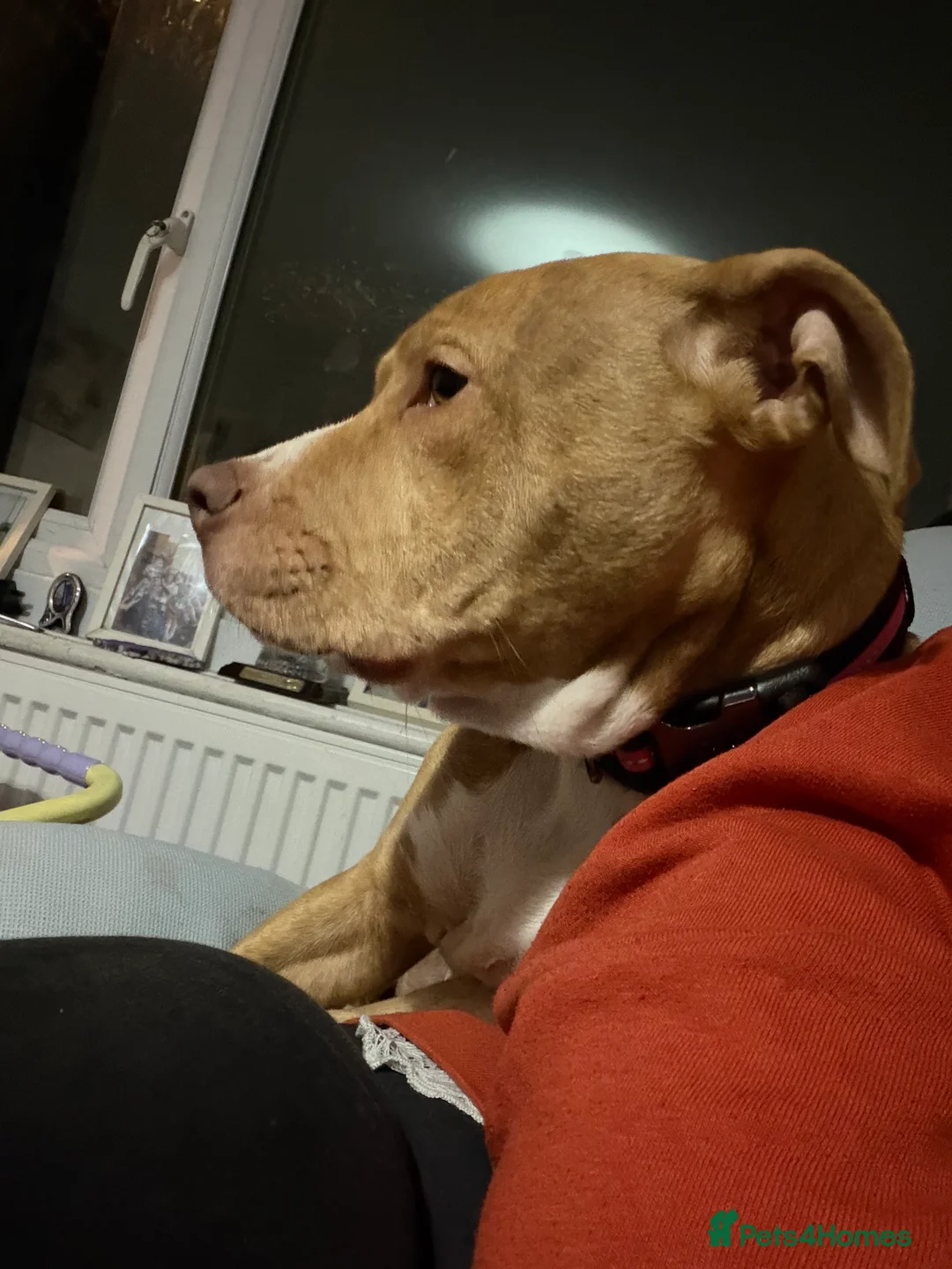 Staffordshire Bull Terrier dogs for sale: Female staff 7 months old  - Advert 2