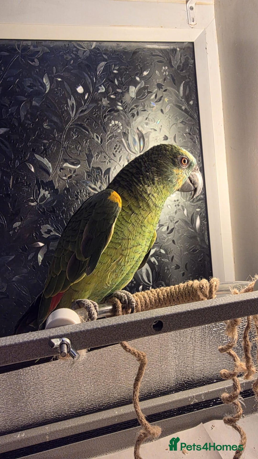 Parrots birds for sale: Stunning Blue Fronted Amazon (Cage included)  - Image 4