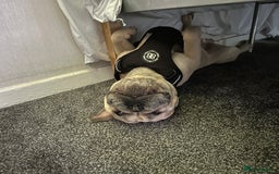 French Bulldog dogs for sale: 2 dogs need rehoming - Image 6