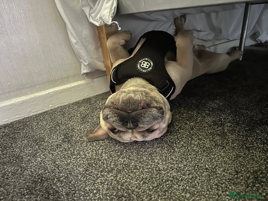 French Bulldog dogs for sale: 2 dogs need rehoming - Image 6