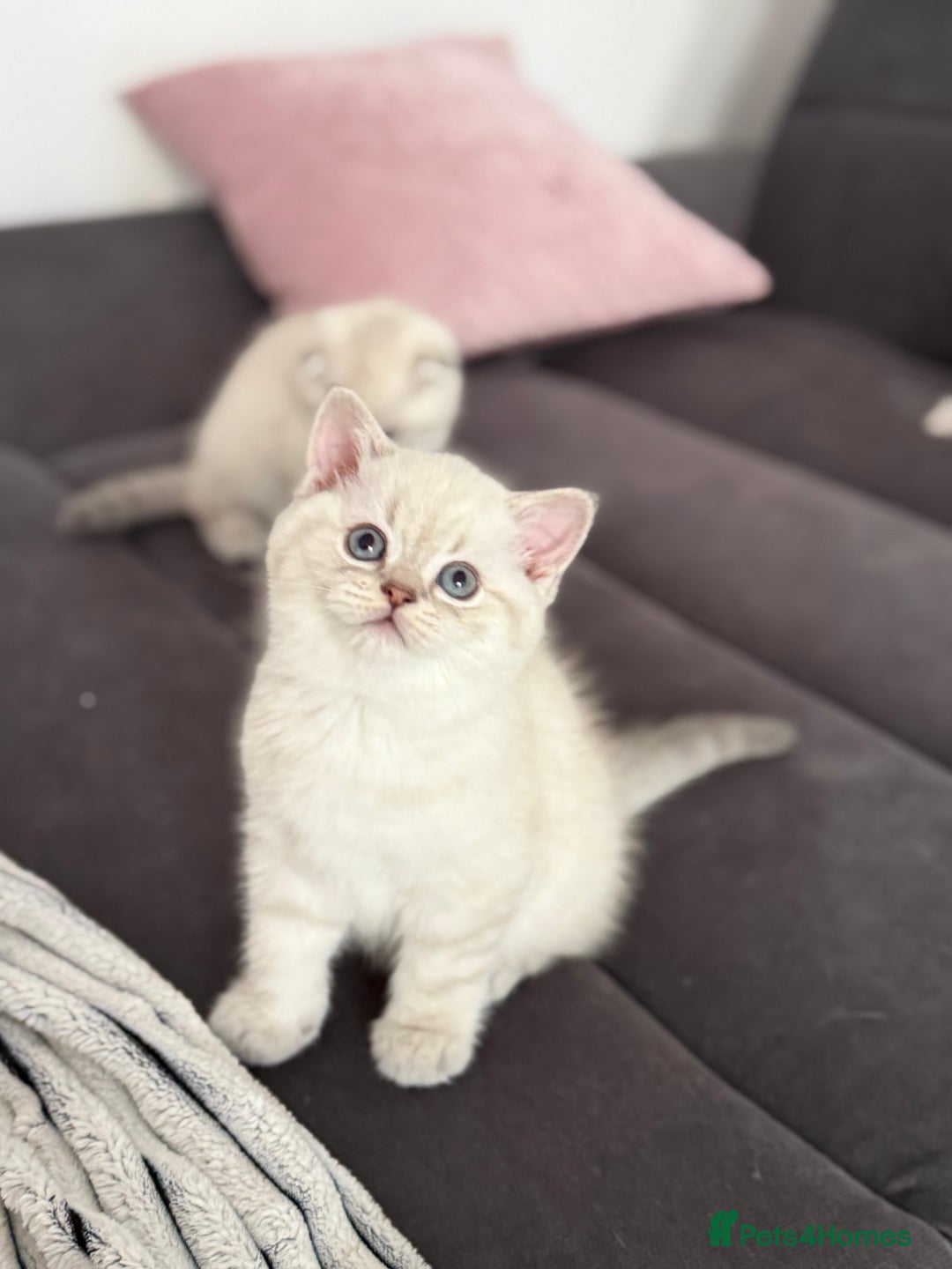 Scottish Fold cats for sale: 😻Stunning Pure breed Scottish fold kittens 😻 - Advert 25