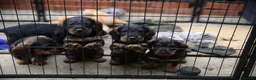 Dachshund dogs for sale: Standard Wirehaired Dachshund/Teckel Puppies - Advert 7