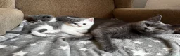 British Shorthair cats for sale: 🩶 TICA Registered British Shorthair Kittens in London - Advert 7