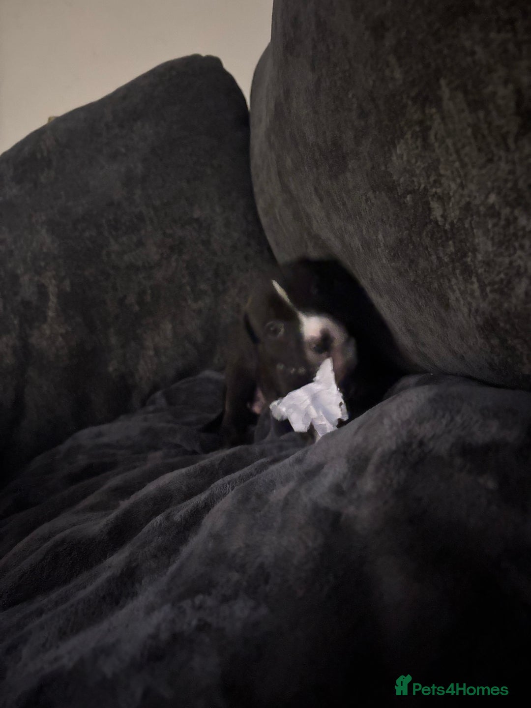 Mixed Breed dogs for sale: Cane corso x pressa pups ready to leave  - Advert 2