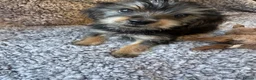 Yorkshire Terrier dogs for sale: Yorkshire terrier puppies for sale  - Advert 9