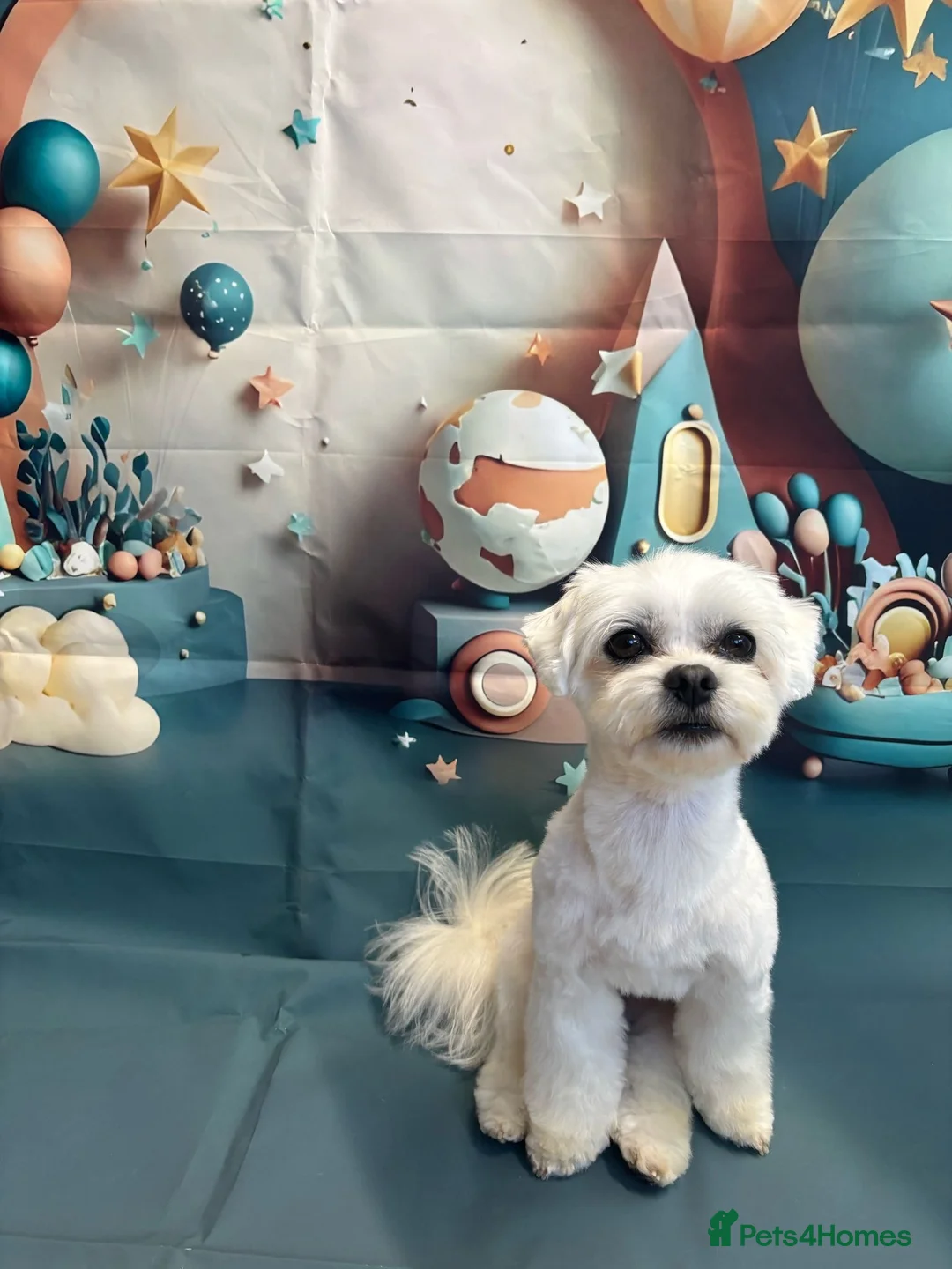 Maltese dogs for stud: beautiful tiny  Maltese boy for stud in Northampton - Advert 15