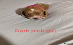 Cockapoo dogs for sale: Stunning f1 Cockapoo puppy's  - Image 2