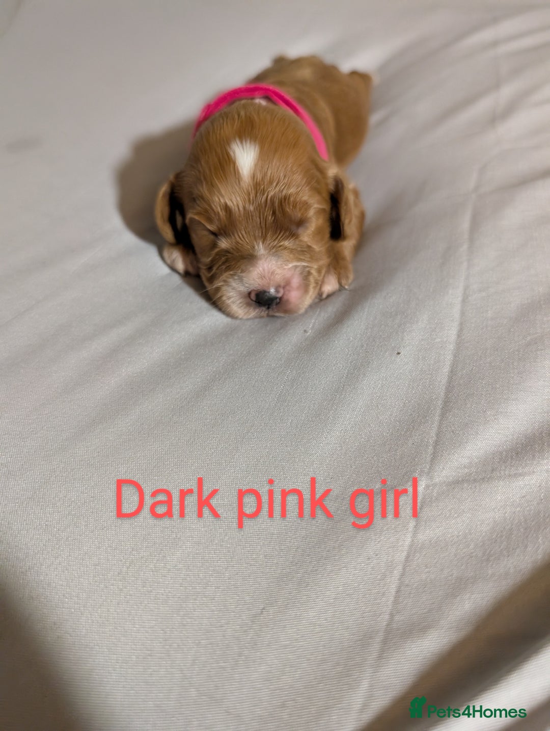 Cockapoo dogs for sale: Stunning f1 Cockapoo puppy's  - Image 2