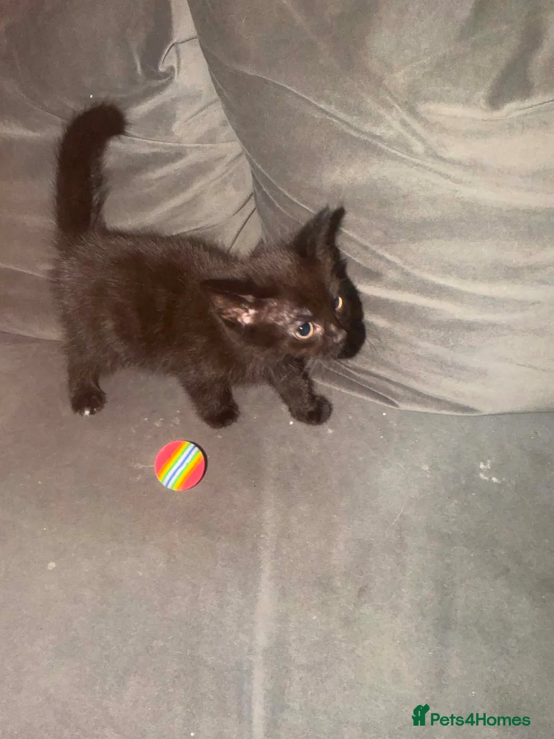 Mixed Breed cats for sale: Maine coon cross tabby 2 males left  - Advert 7