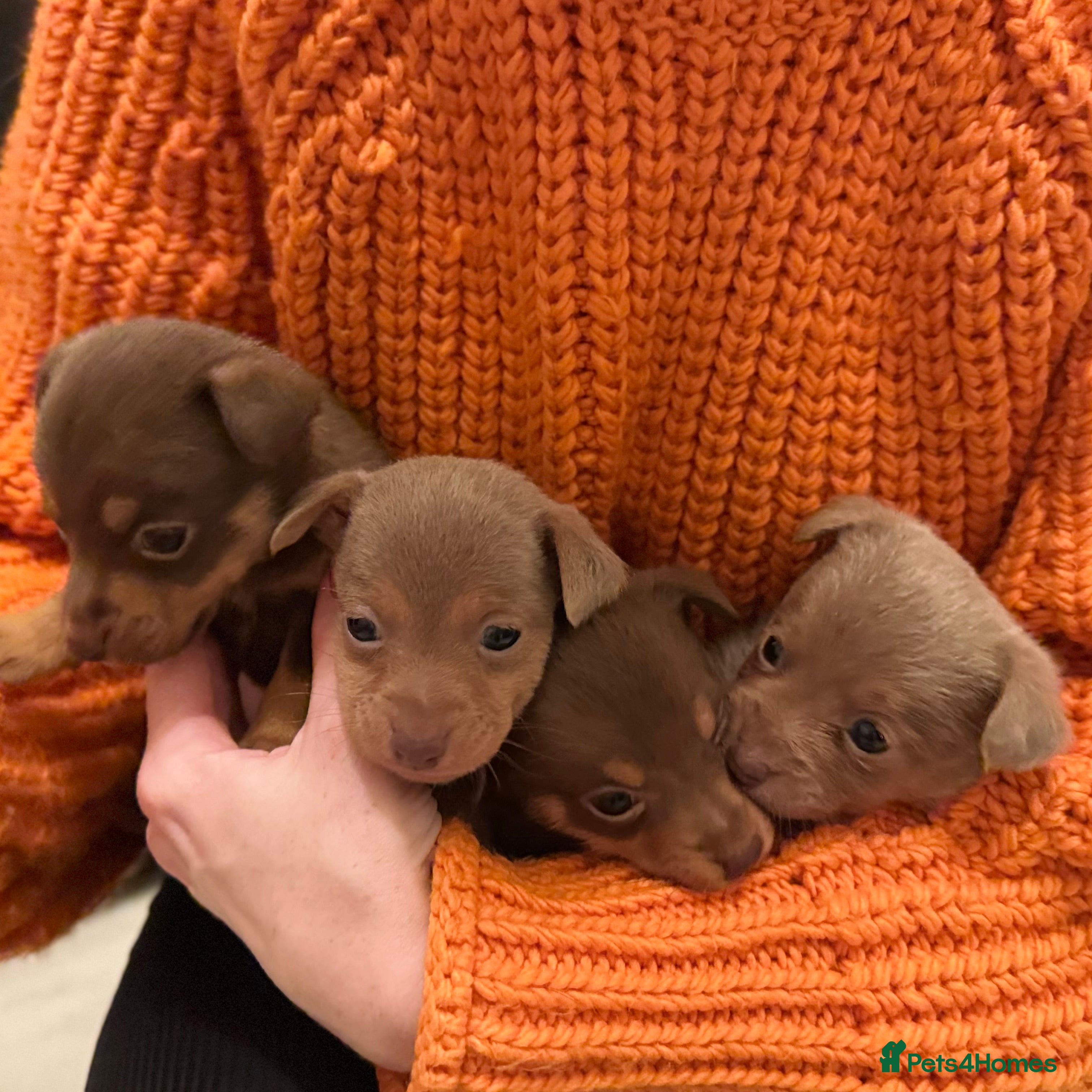 Jack Russell dogs Stunning miniature jack Russell puppies  - Advert 2