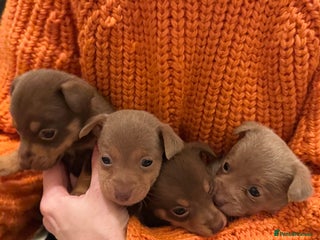 Jack Russell dogs Stunning miniature jack Russell puppies - Advert 2