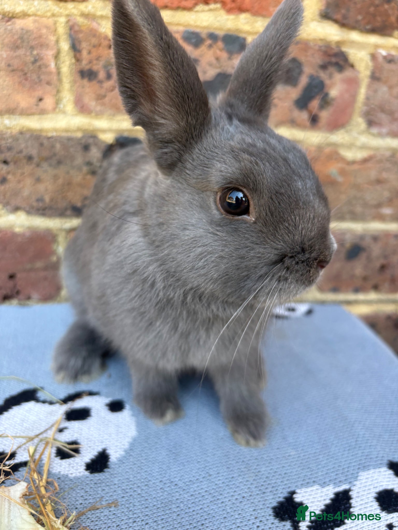 Netherland Dwarf rabbits  Netherland Dwarf bunny, FREE to a good home  - Advert 6