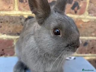 Netherland Dwarf rabbits Netherland Dwarf bunny, FREE to a good home - Advert 6