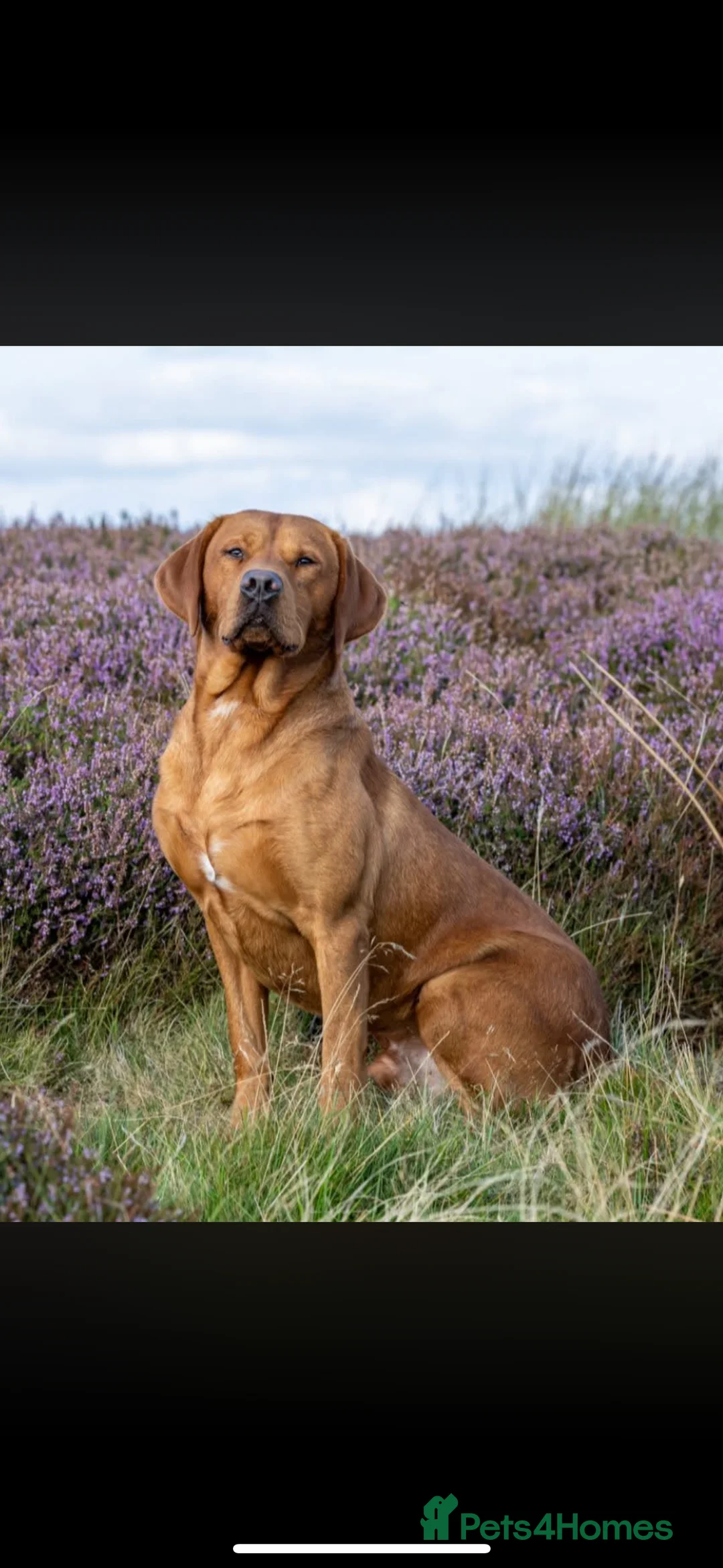 Labrador Retriever dogs for sale: KC, Fully Health Tested, Fox Red Labradors  - Advert 3