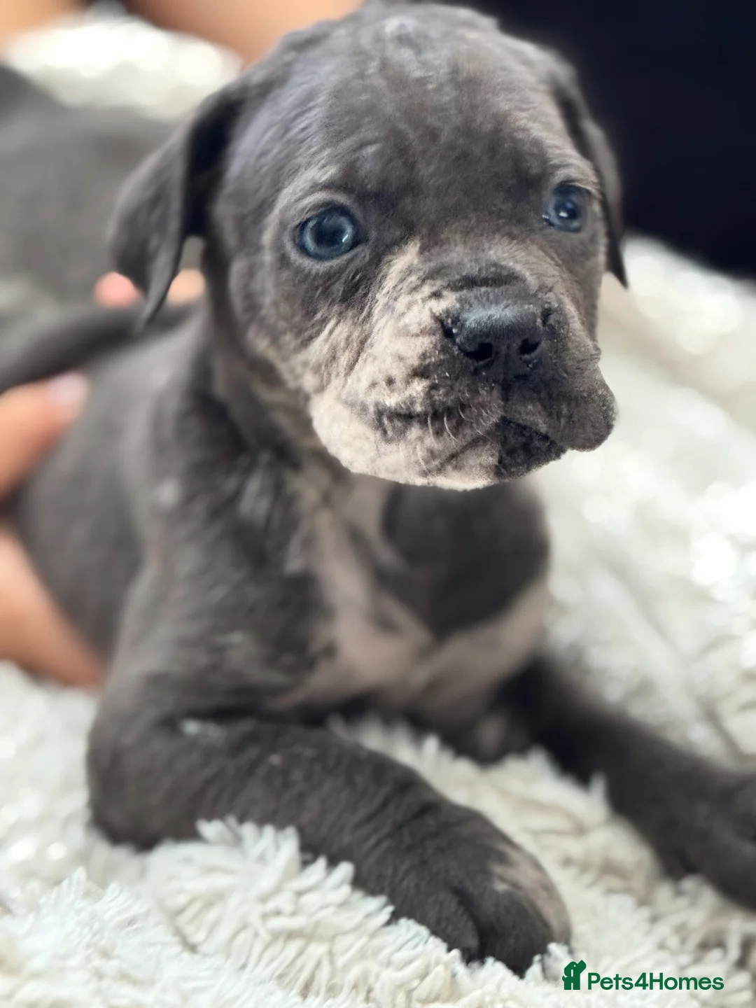 Cane Corso dogs for sale: Beautiful litter of cane corso  - Advert 2
