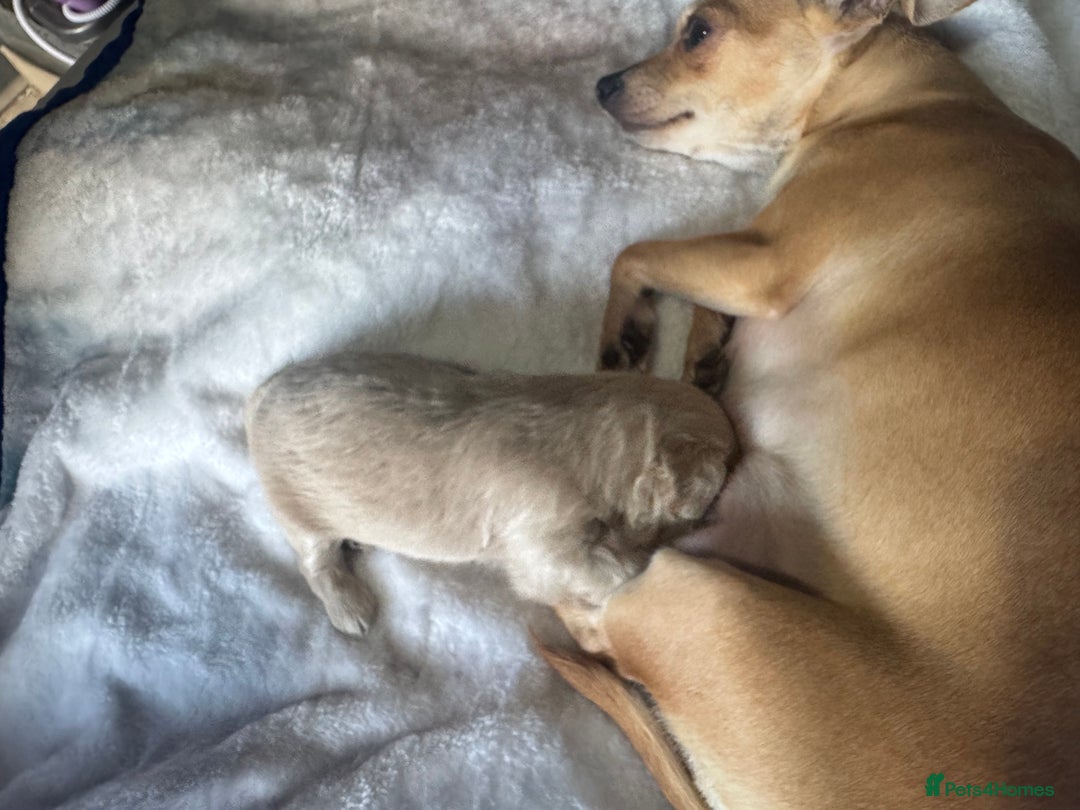 Chipoo dogs for sale: READY TO LEAVE THIS WEEK! Chipoo puppies - Advert 35