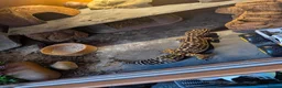 Leopard Gecko reptiles for sale: Leopard gecko 8 years old and full set up  - Advert 3