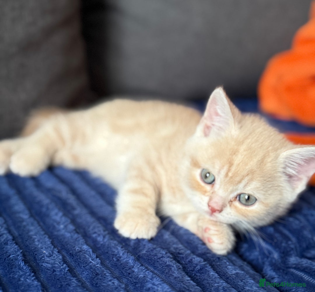 Scottish Fold cats for sale: Gorgeous ginger and creamy Scottish folds/straight - Image 11